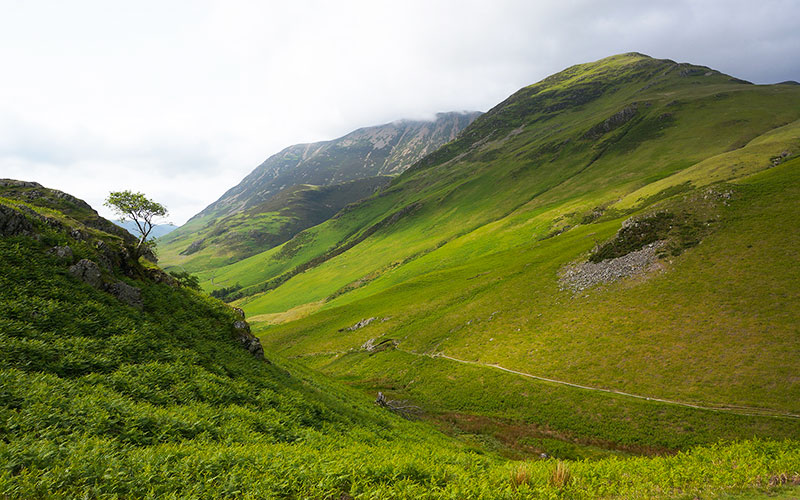 Whiteless Pike