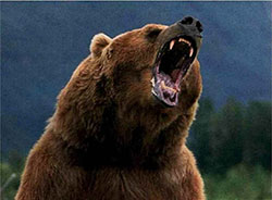 grizzly bear